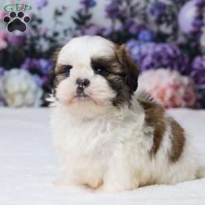 Rally, Shih Tzu Puppy